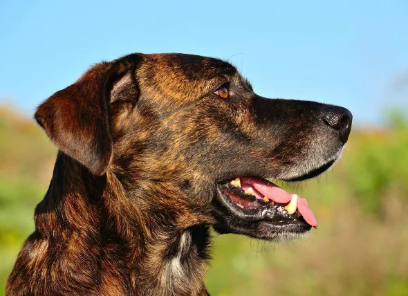 Akutes Atemnotsyndrom (ARDS) bei Hunden