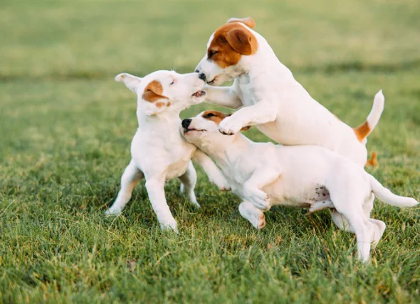 Alles, was Sie über Parvo bei Hunden wissen müssen