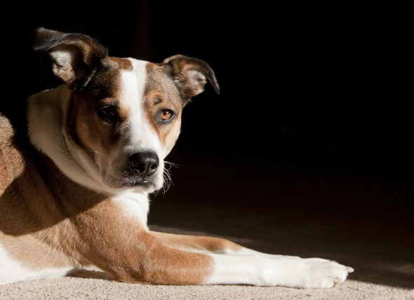 Amphetamin-Vergiftungen bei Hunden