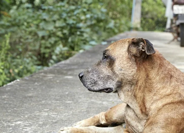 Anämie aufgrund einer chronischen Nierenerkrankung bei Hunden
