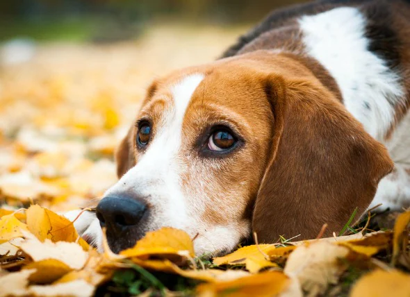 Anämie aufgrund von Knochenmarkversagen (oder Toxizität) bei Hunden
