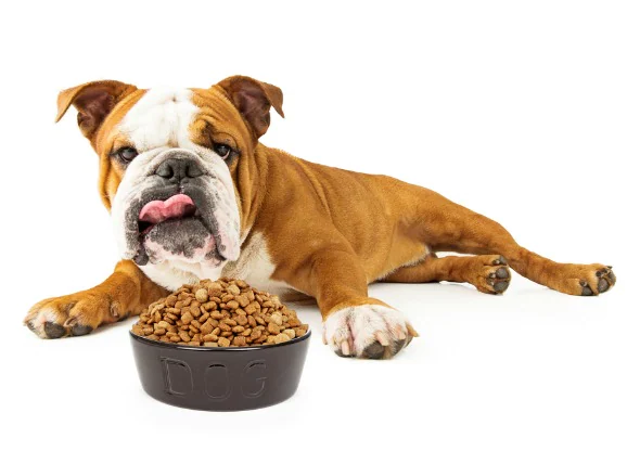 Appetitlosigkeit bei Hunden