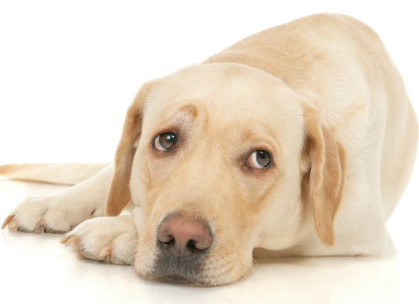 Arthritis (septisch) bei Hunden