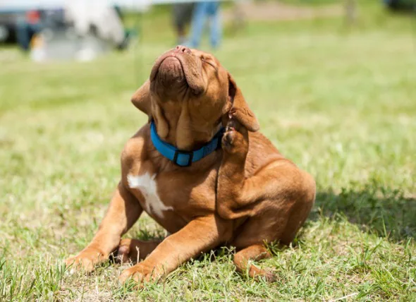 Atopische Dermatitis bei Hunden: Ursachen, Symptome und Behandlungen