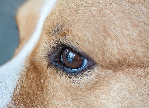 Augendefekte (angeboren) bei Hunden