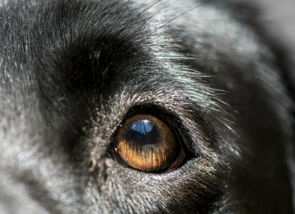 Augenentzündung (Blepharitis) bei Hunden