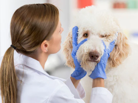 Augenwurm-Infektion bei Hunden