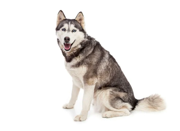 Bänder- und Sehnenerkrankungen des Schultergelenks bei Hunden