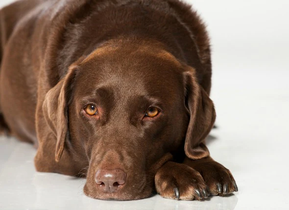 Bakterielle Infektion (Pyelonephritis) der Nieren bei Hunden