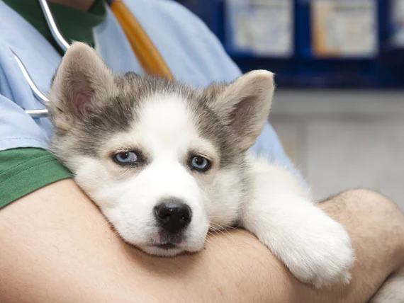 Behandlung der H3N2-Grippe bei Hunden