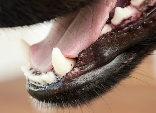 Eiterhohlraumbildung unter dem Zahn bei Hunden