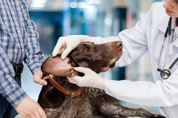 Erkennen, Behandeln und Verhindern von Ohrinfektionen bei Hunden