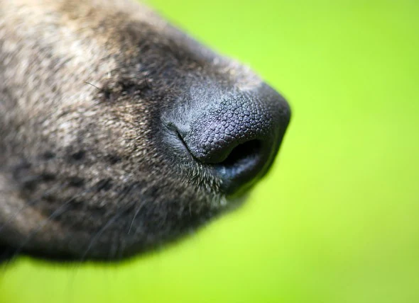 Erkrankungen der Haut an der Nase bei Hunden