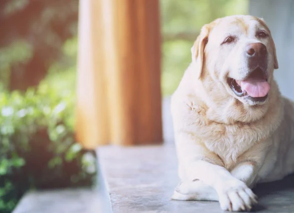 Fettleibigkeit bei Hunden: Symptome, Ursachen und was man dagegen tun kann