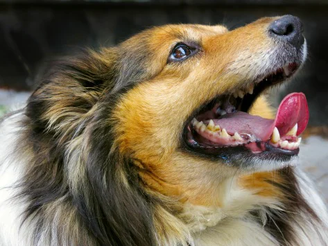 Fleckige, verfärbte Zähne bei Hunden