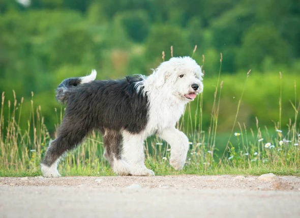 Flüssigkeitsansammlungen und Gewebeschwellungen durch Lymphstau bei Hunden