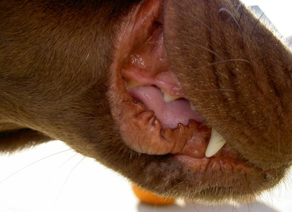 Geschwollenes Zahnfleisch bei Hunden