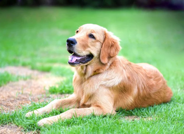 Hautausschlag aufgrund von Kontakt mit Reizstoffen bei Hunden