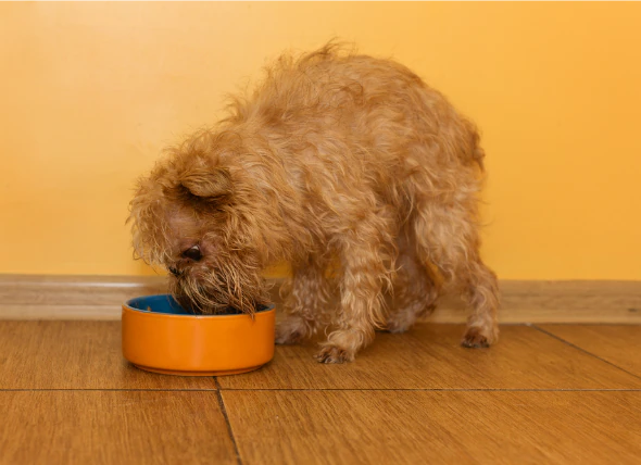 Hauterkrankung aufgrund von Nahrungsmittelallergien bei Hunden