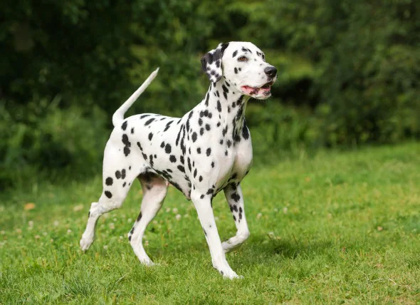 Hautkrebs (Plattenepithelkarzinom) bei Hunden