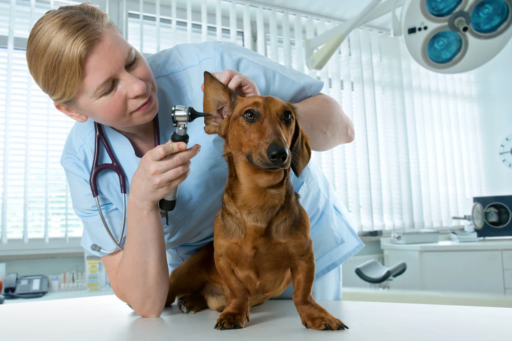 Hunde-Ohr-Infektion – Symptome und Behandlungen