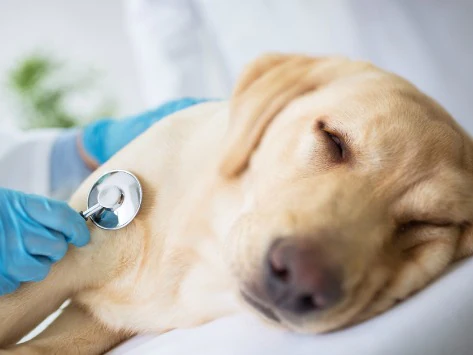 Hundegrippe-Symptome: Worauf Sie achten sollten