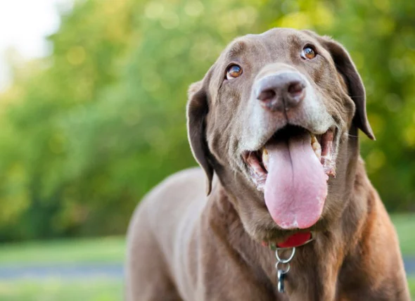 Hundemaulkrebs: Symptome, Behandlung und Lebenserwartung