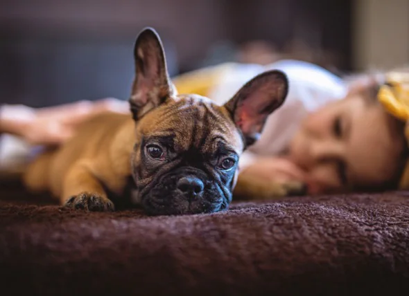 Ibuprofen-Toxizität bei Hunden