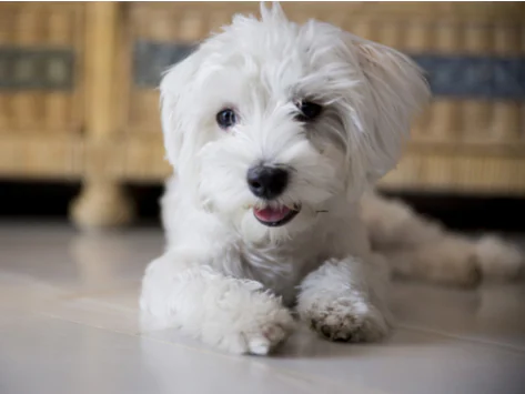 Keuchen beim Hund: Ursachen und Behandlungsmöglichkeiten