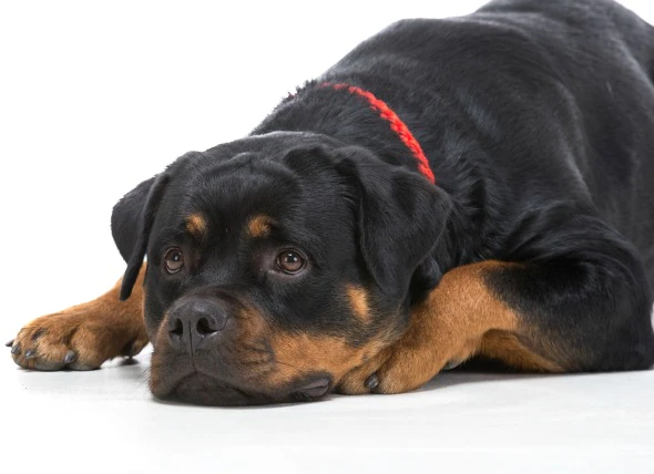Knochenentzündungen (Panosteitis) bei Hunden