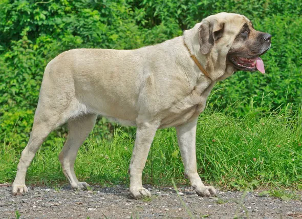 Knochenkrebs (Chondrosarkom) bei Hunden