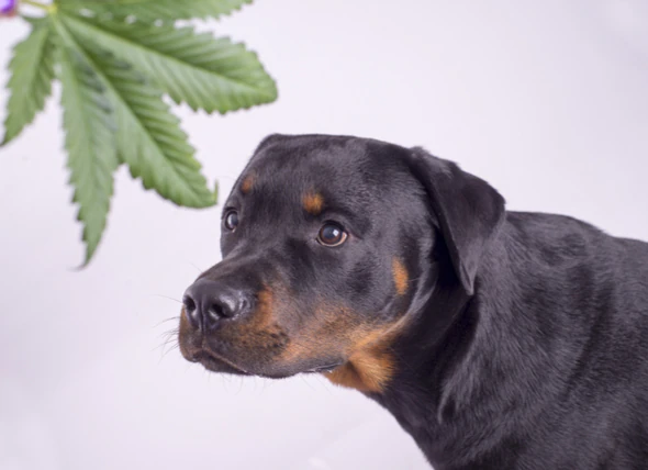 Können Hunde high werden? Die gefährlichen Auswirkungen von Marihuana auf Hunde