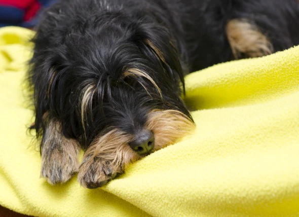 Kohlenmonoxidvergiftungen bei Hunden