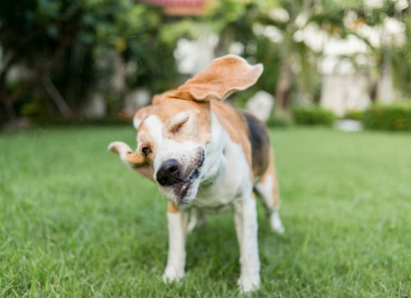 Kopfschütteln bei Hunden: Wann man sich Sorgen machen sollte