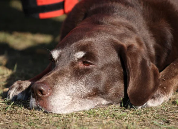 Leberkrebs bei Hunden: Symptome, Behandlung und Lebenserwartung