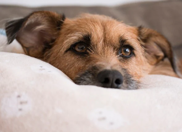 Legg-Calvé-Perthes-Krankheit bei Hunden