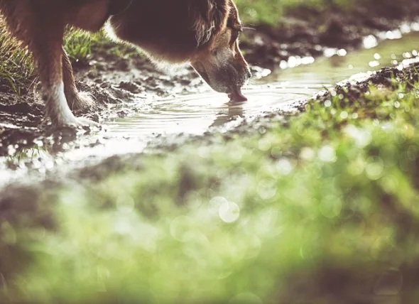 Leptospirose bei Hunden: Was es ist und was Sie wissen sollten