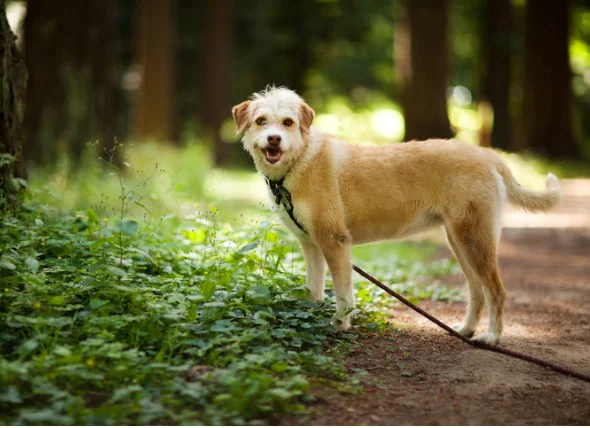 Lyme-Borreliose bei Hunden: Symptome und Behandlung