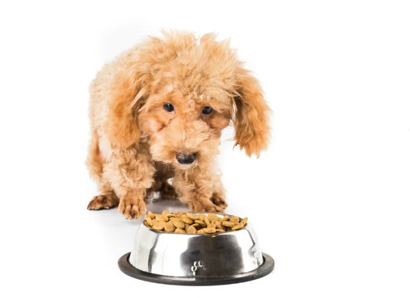 Mangel an Verdauungsenzymen bei Hunden