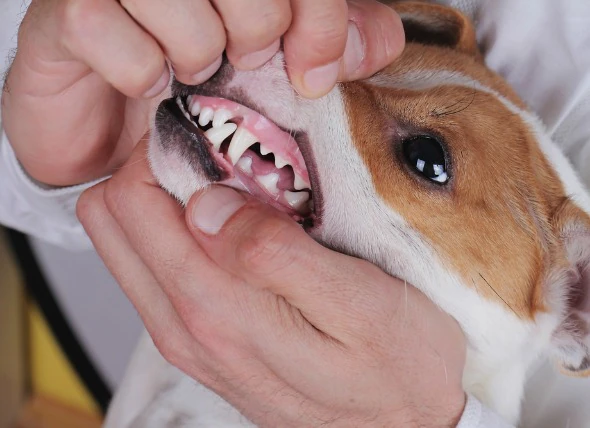 Maulentzündungen und Geschwüre (chronisch) bei Hunden