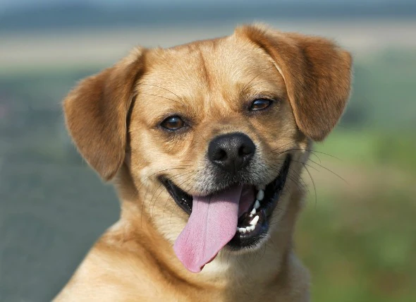 Mundgeruch (chronisch) bei Hunden