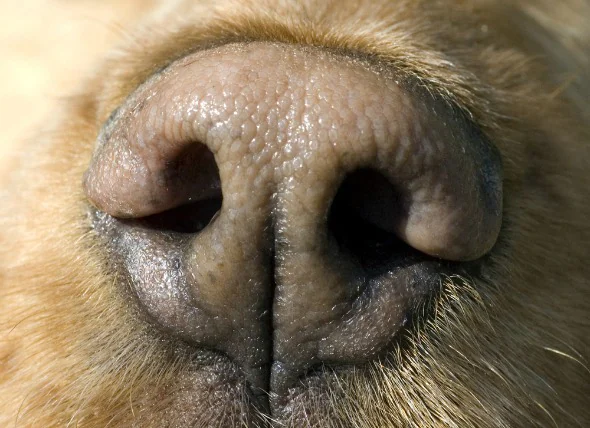 Nasen- und Nasennebenhöhlenentzündungen bei Hunden