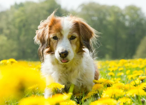 Nebenwirkungen von Medikamenten gegen Angstzustände bei Hunden