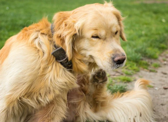 Nesselsucht bei Hunden: Ursachen, Symptome und Behandlungsmöglichkeiten