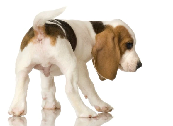 Parasitäre Infektion (Neosporose) bei Hunden