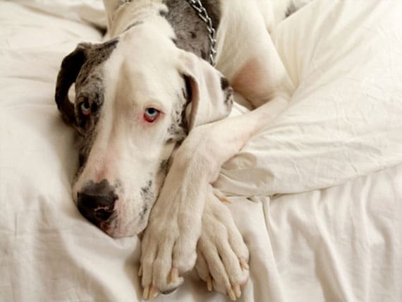 Pilzinfektion (Malassezia pachydermatis) der Haut bei Hunden
