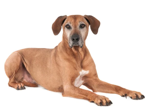 Prostatavergrößerung bei Hunden