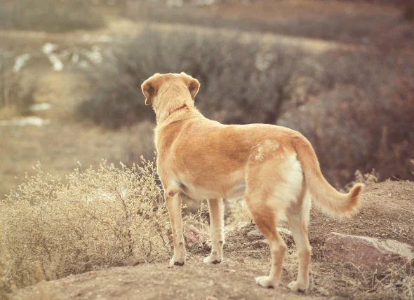 Rückenmarkskrankheit bei Hunden