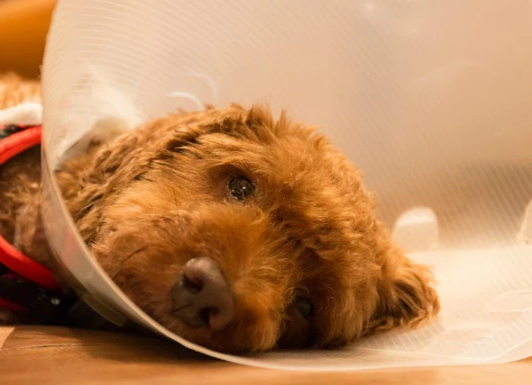 Schmerzen (akut, chronisch und postoperativ) bei Hunden