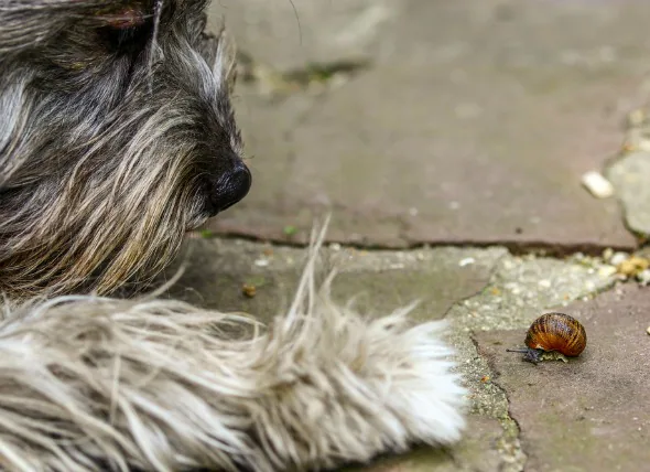 Schnecken- und Schneckenköder-Vergiftung bei Hunden